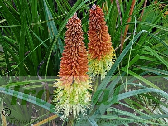 Kniphofia caulescens