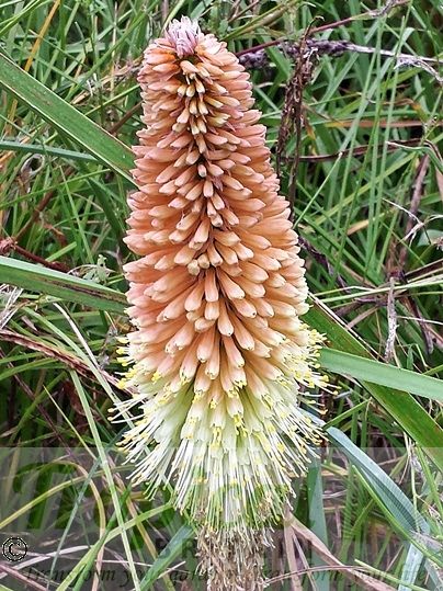 Kniphofia caulescens