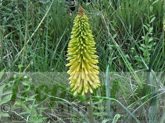 Kniphofia 'Dingaan'