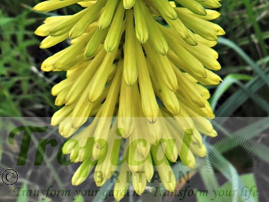 Kniphofia 'Dingaan'