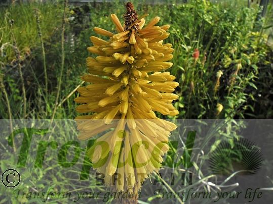 Kniphofia 'Dingaan'