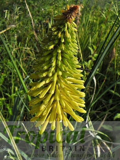 Kniphofia 'Dingaan'
