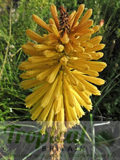 Kniphofia 'Dingaan'