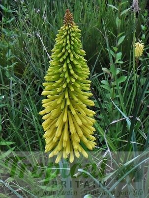 Kniphofia 'Dingaan'