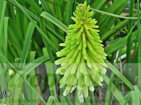 Kniphofia 'Ice Queen'