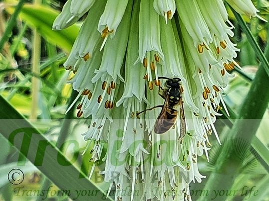 Kniphofia 'Ice Queen'