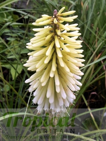Kniphofia 'Ice Queen'