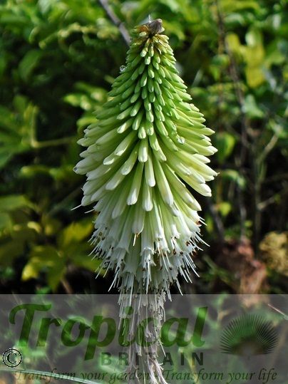 Kniphofia 'Ice Queen'