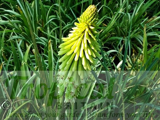 Kniphofia 'Ice Queen'
