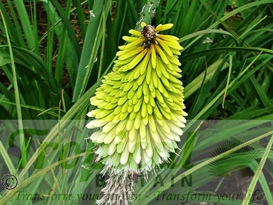 Kniphofia 'Ice Queen'