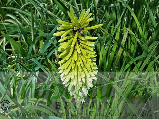 Kniphofia 'Ice Queen'