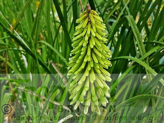 Kniphofia 'Ice Queen'