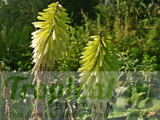 Kniphofia 'Ice Queen'