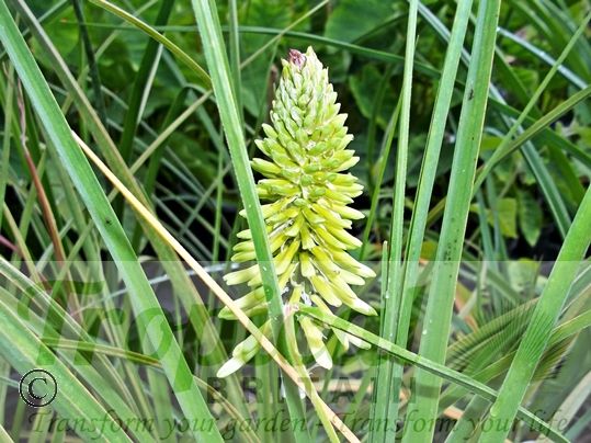 Kniphofia 'Ice Queen'
