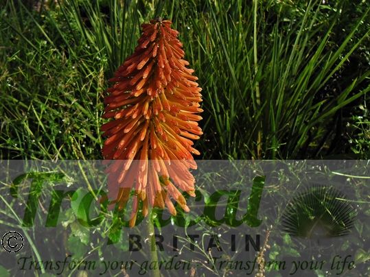 Kniphofia uvaria 'Nobilis'