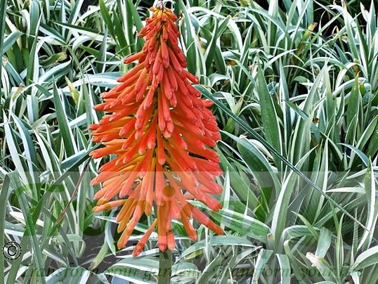 Kniphofia uvaria 'Nobilis' - here contrasting with the foliage of Iris japonica 'Variegata'