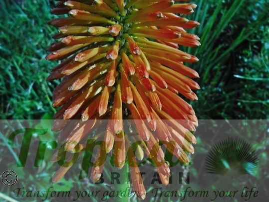 Kniphofia uvaria 'Nobilis'