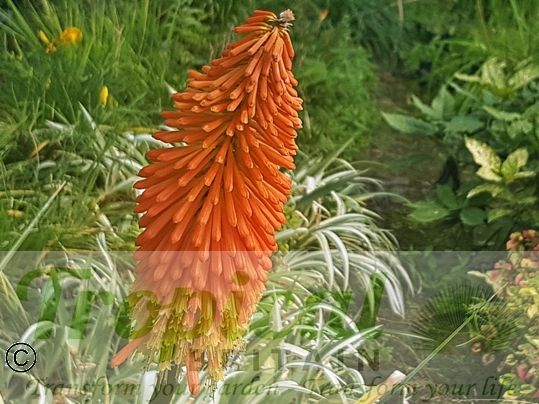 Kniphofia uvaria 'Nobilis'
