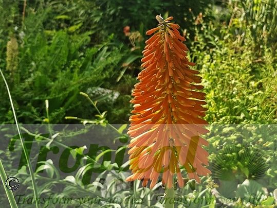 Kniphofia uvaria 'Nobilis'