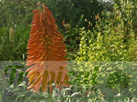 Kniphofia uvaria 'Nobilis'