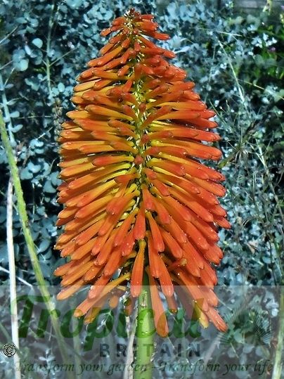 Kniphofia uvaria 'Nobilis' - even more dramatic when planted in combination with contrasting foliage: here against the bright blue of Eucalyptus gunnii