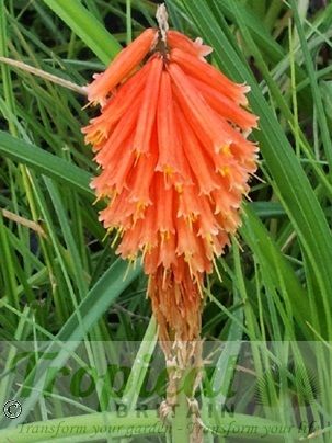Kniphofia uvaria 'Red Rocket'