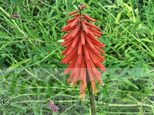 Kniphofia uvaria 'Red Rocket'