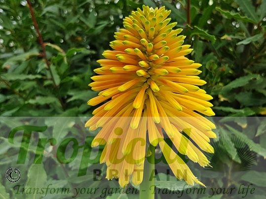 Kniphofia rooperi
