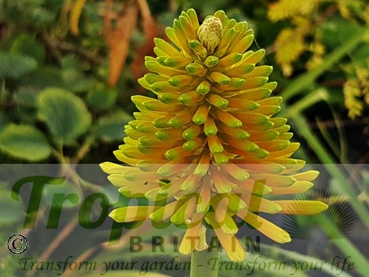 Kniphofia rooperi