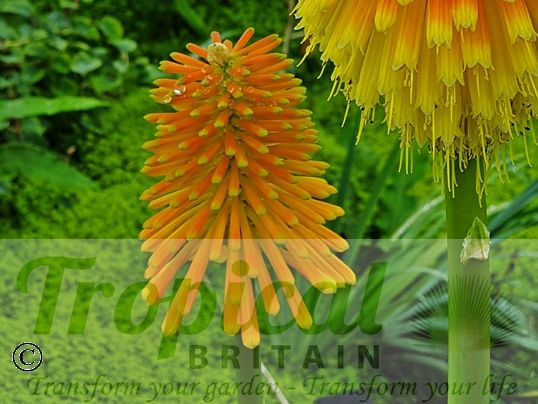 Kniphofia rooperi
