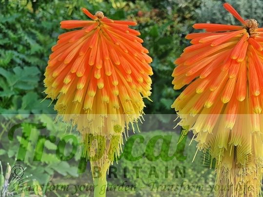 Kniphofia rooperi
