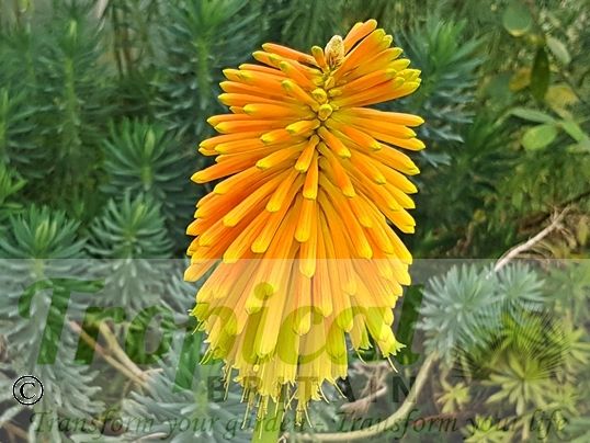 Kniphofia rooperi