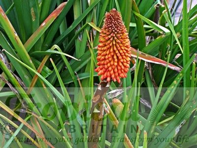 Kniphofia uvaria