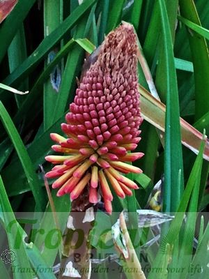 Kniphofia uvaria