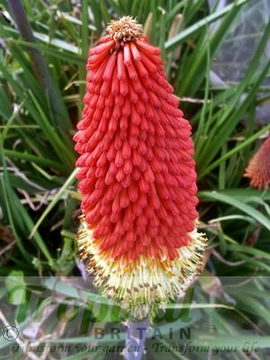 Kniphofia uvaria