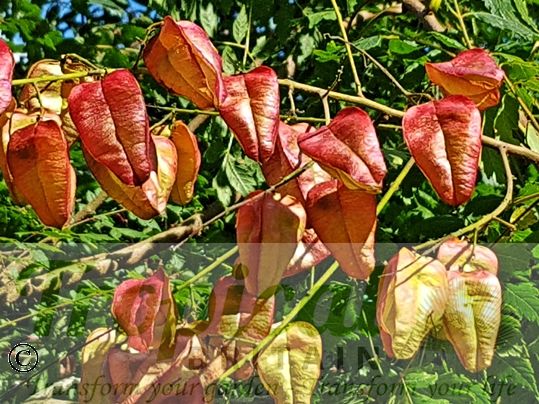 Koelreuteria paniculata