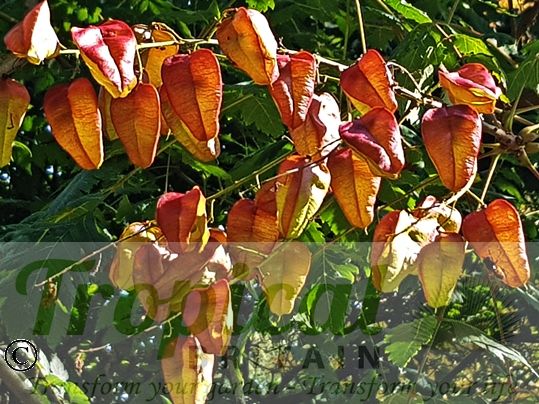Koelreuteria paniculata