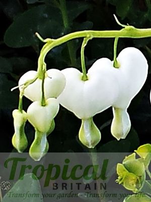 Lamprocapnos spectabilis 'Alba'