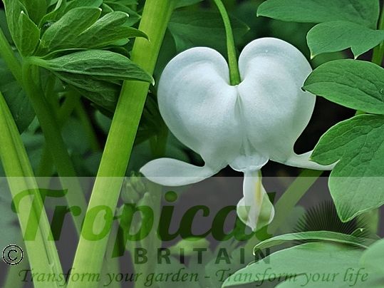Lamprocapnos spectabilis 'Alba'