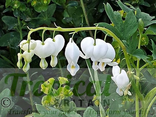 Lamprocapnos spectabilis 'Alba'