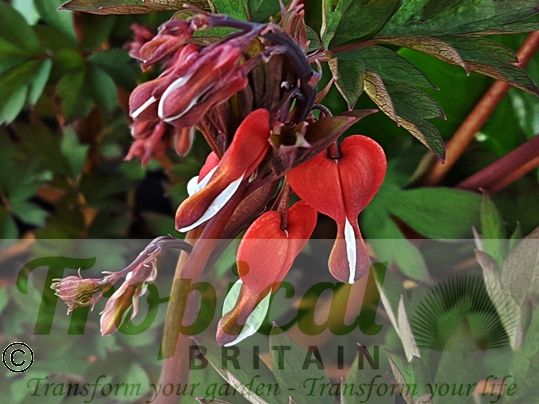 Lamprocapnos spectabilis 'Valentine'
