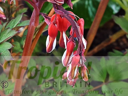 Lamprocapnos spectabilis 'Valentine'