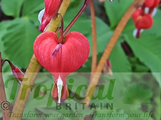 Lamprocapnos spectabilis 'Valentine'