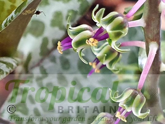 Ledebouria socialis