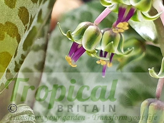 Ledebouria socialis