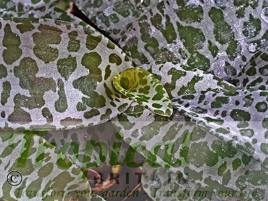 Ledebouria socialis