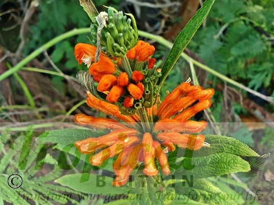 Leonotis leonurus