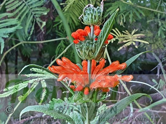 Leonotis leonurus