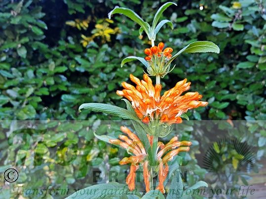 Leonotis leonurus