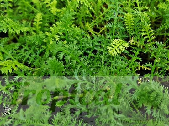 Leptinella squalida